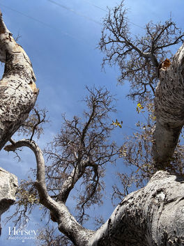 Bare Branches Against Blue Sky