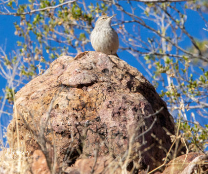 Rock Wren