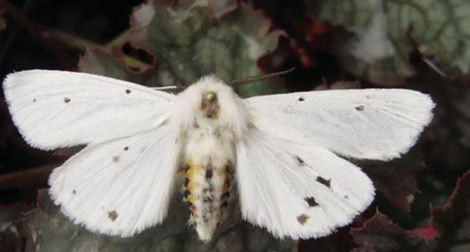 Yellow Woolly Bear Moth