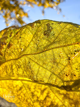 Golden Cellular Detail