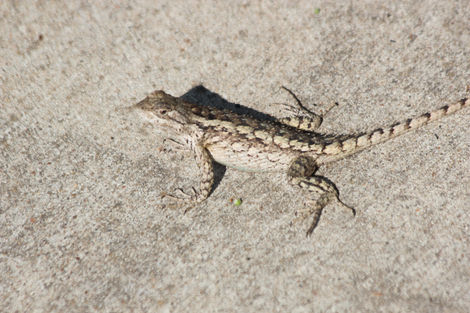 Texas Spiny Lizard