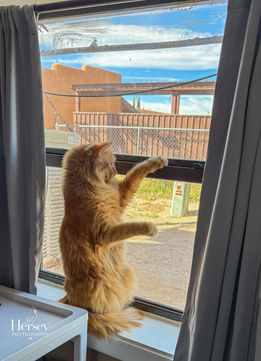 Window Patrol