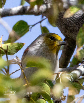 Verdin
