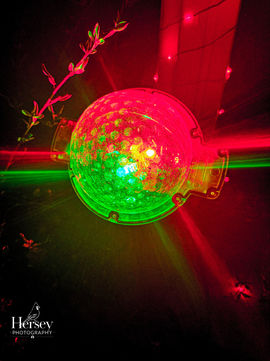 Silent Rave in the Undergrowth