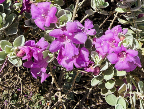 Texas Barometer Bush