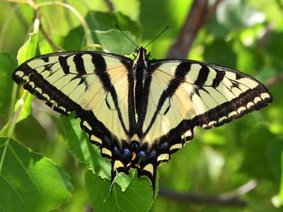 Western Tiger Swallowtail Butterfly