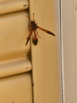Red Potter Wasp