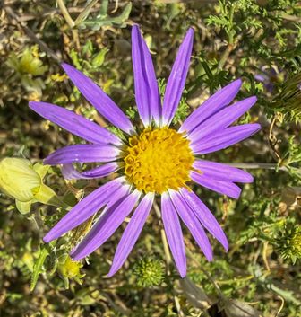 Tanseyleaf Tansyaster