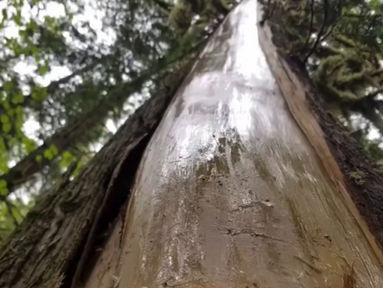 The Process of Harvesting Cedar
