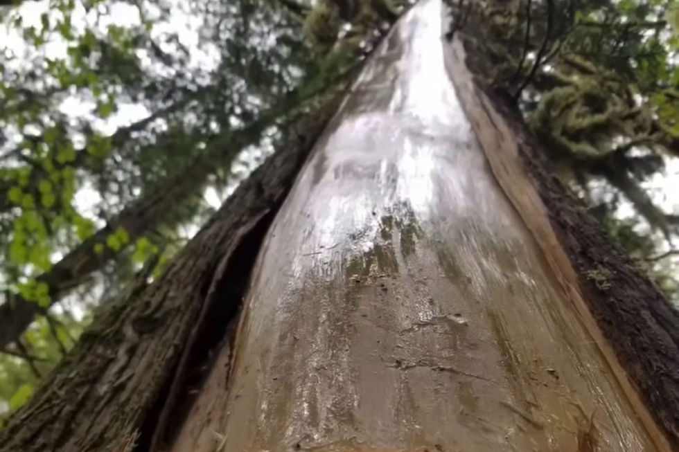 The Process of Harvesting Cedar