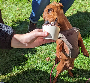 swoon dog.jpg