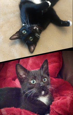 Holly, Staten Island, NY