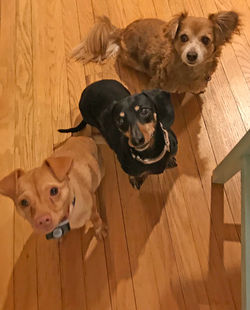 Button, Apple, & Mia, Falmouth, MA