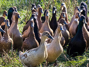 ducks.jpg
