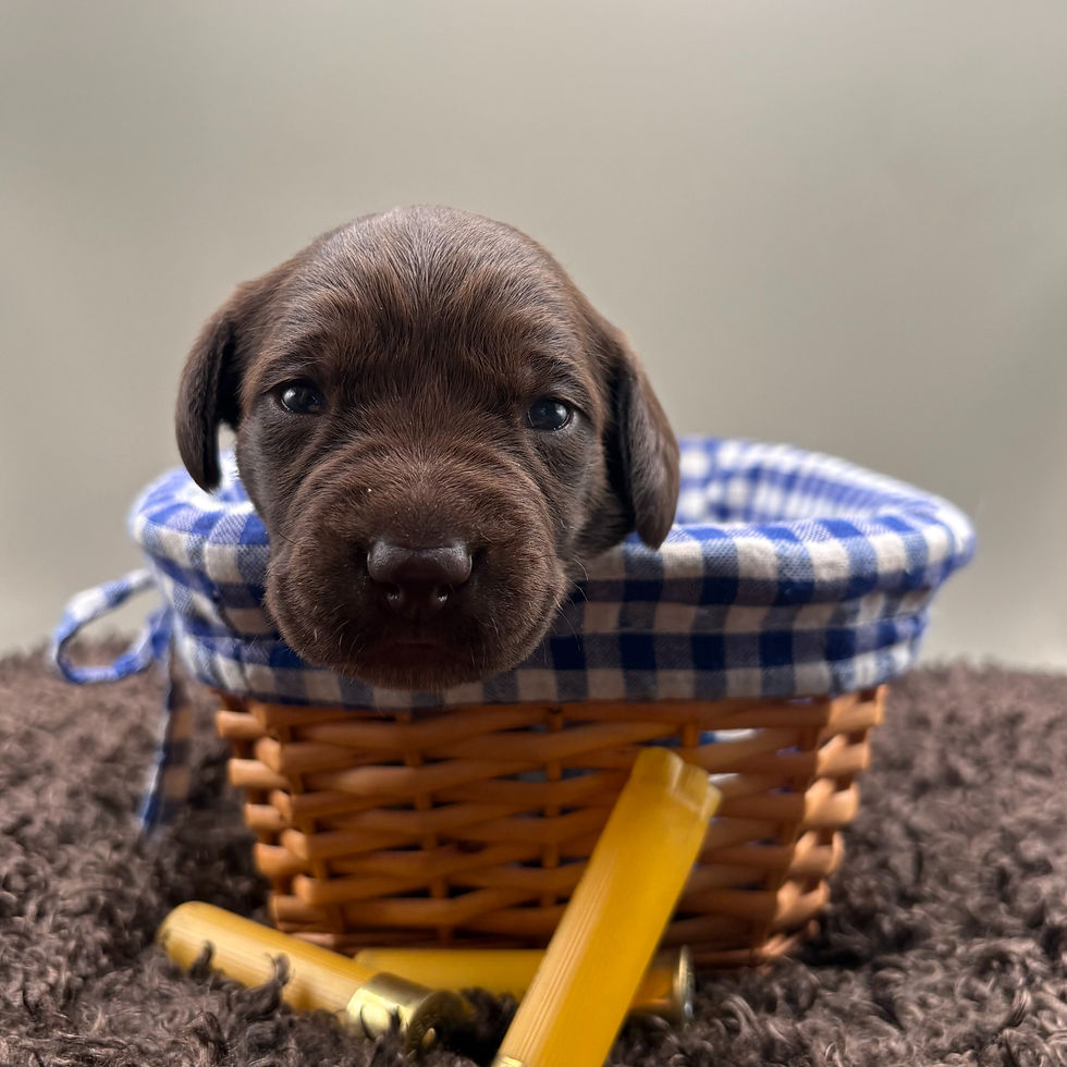 Thumbnail: German short hair pointer puppies
