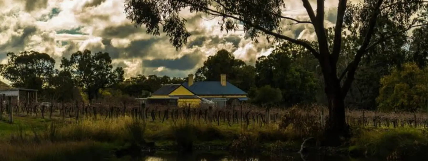 Munari Wines Vineyard