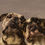 Miniaturbild: Dog Portrait "Two Bulldogs-Best of Friends" Maud Earl (English, 1863-1943)