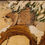 Thumbnail: Painting of a Lynx in a Tree Charles Livingston Bull (American, 1874-1932)