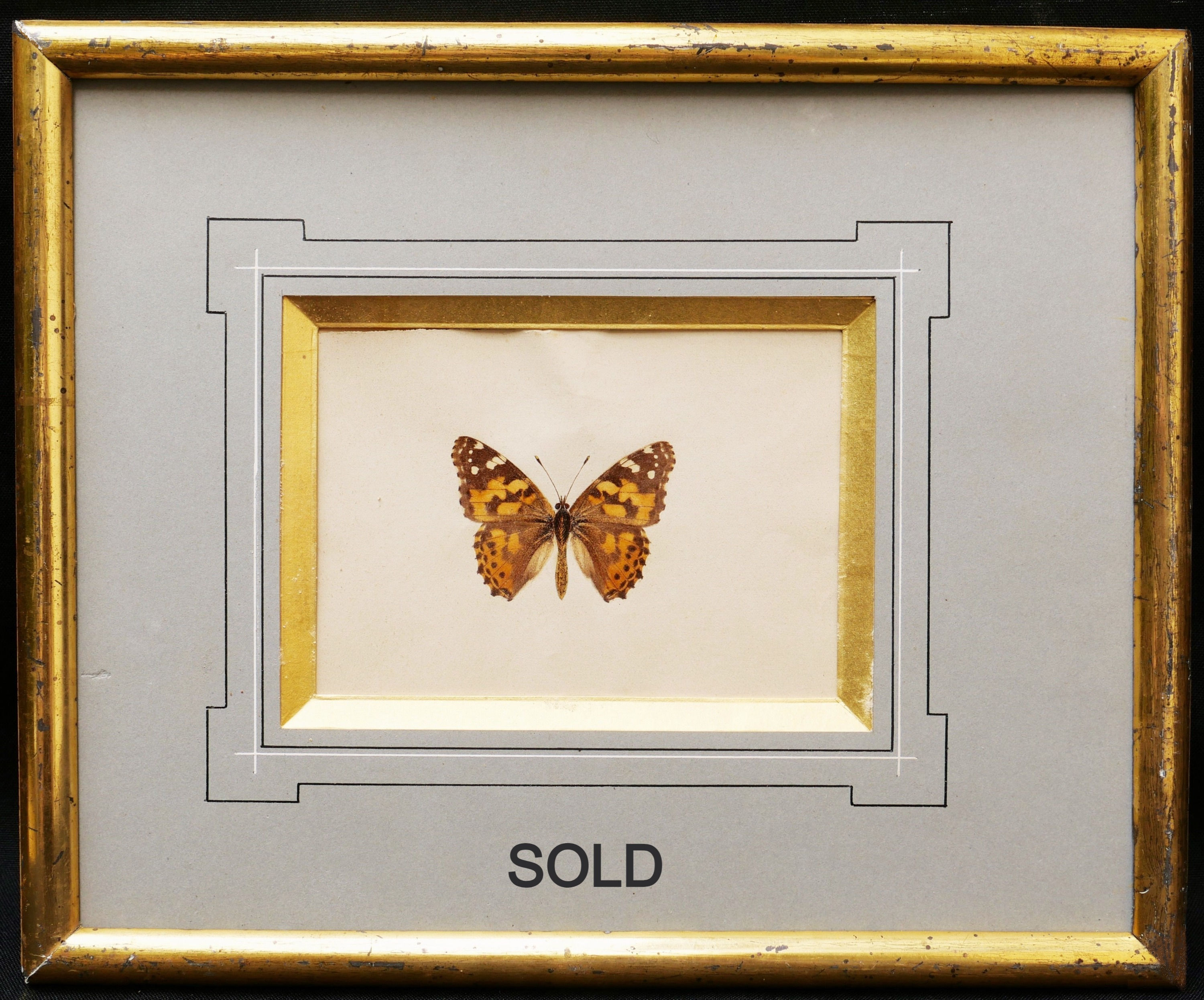 Watercolor Study of a Butterfly Mid 19th Century French School