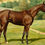 Miniature : Horse Portrait- "Sysonby," Edward Herbert Herbert Miner. ex Sotheby's 2004