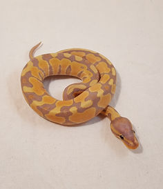 World1st_GeneticBanded_Banana_Special_JO