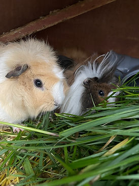 Meerschweinchen Meghan