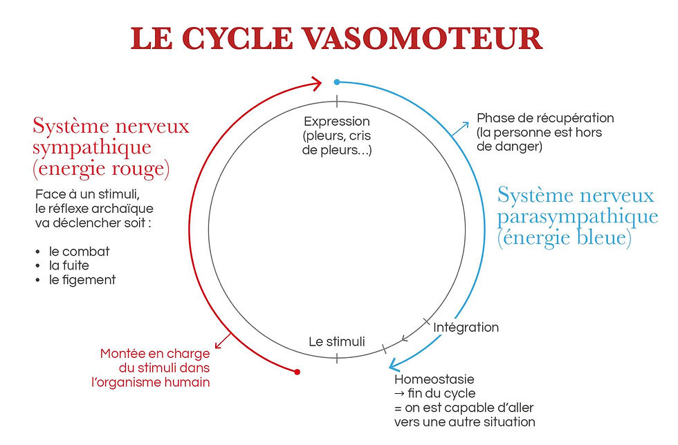 le cycle vasomoteur