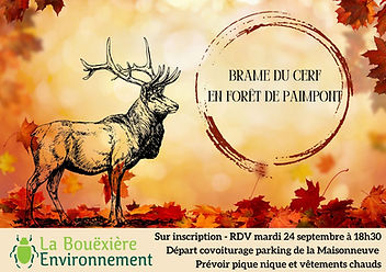 cerf.jpg