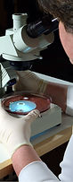 Listeria testing