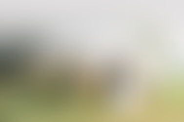 Trusted Branson Area Wedding Vendors