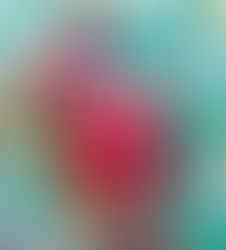 El geranio africano - Artículo informativo