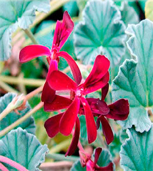 El geranio africano - Artículo informativo