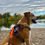 Thumbnail: Trail Buddy Harness - Orange Camo