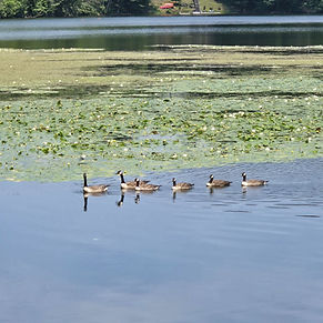 black river action team project site.jpg