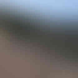 Dog enjoying the epic mountain view