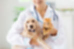 Vet examining dog and cat. Puppy and kitten at veterinarian doctor. Animal clinic. Pet che