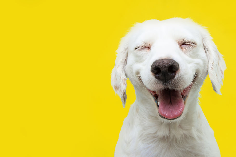Happy puppy dog smiling on isolated yellow background..jpg