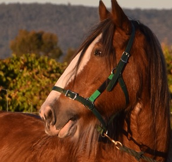 Major, Draft Horse, Perth, Swan Valley, Denmark, Great Southern, Alban