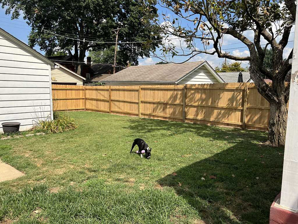 cedar privacy and dog fence in backyard