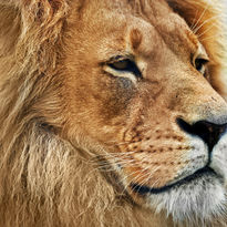 POWERFUL license free music