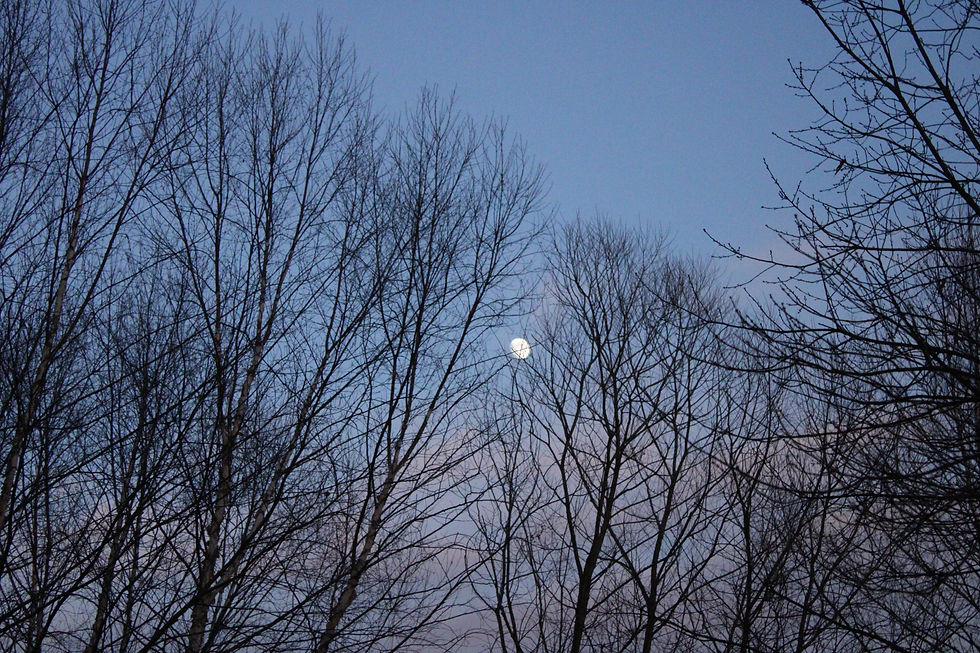 the moon and trees