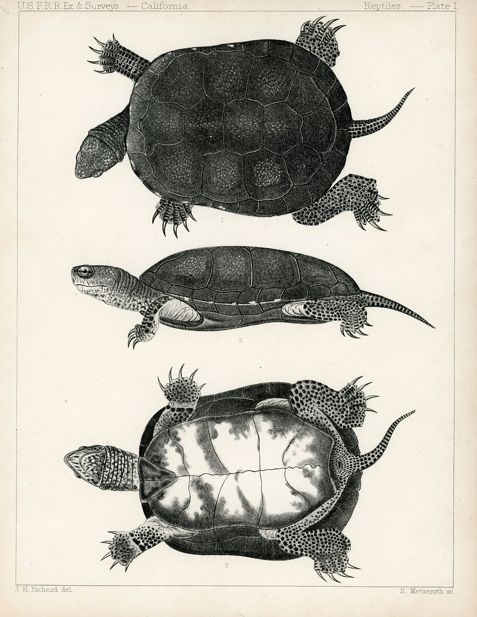 ILLUSTRATING ECOSYSTEMS: Native Turtles and Plants of the Gorge
