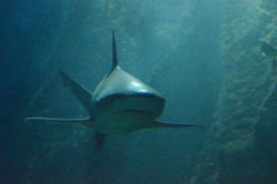 Requin