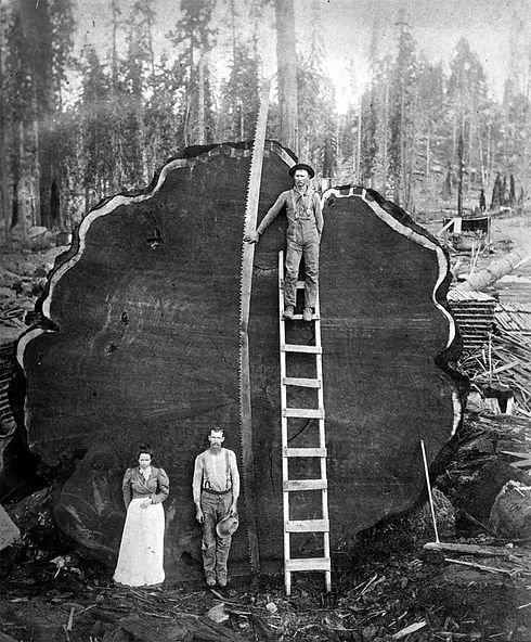 REDWOOD PR