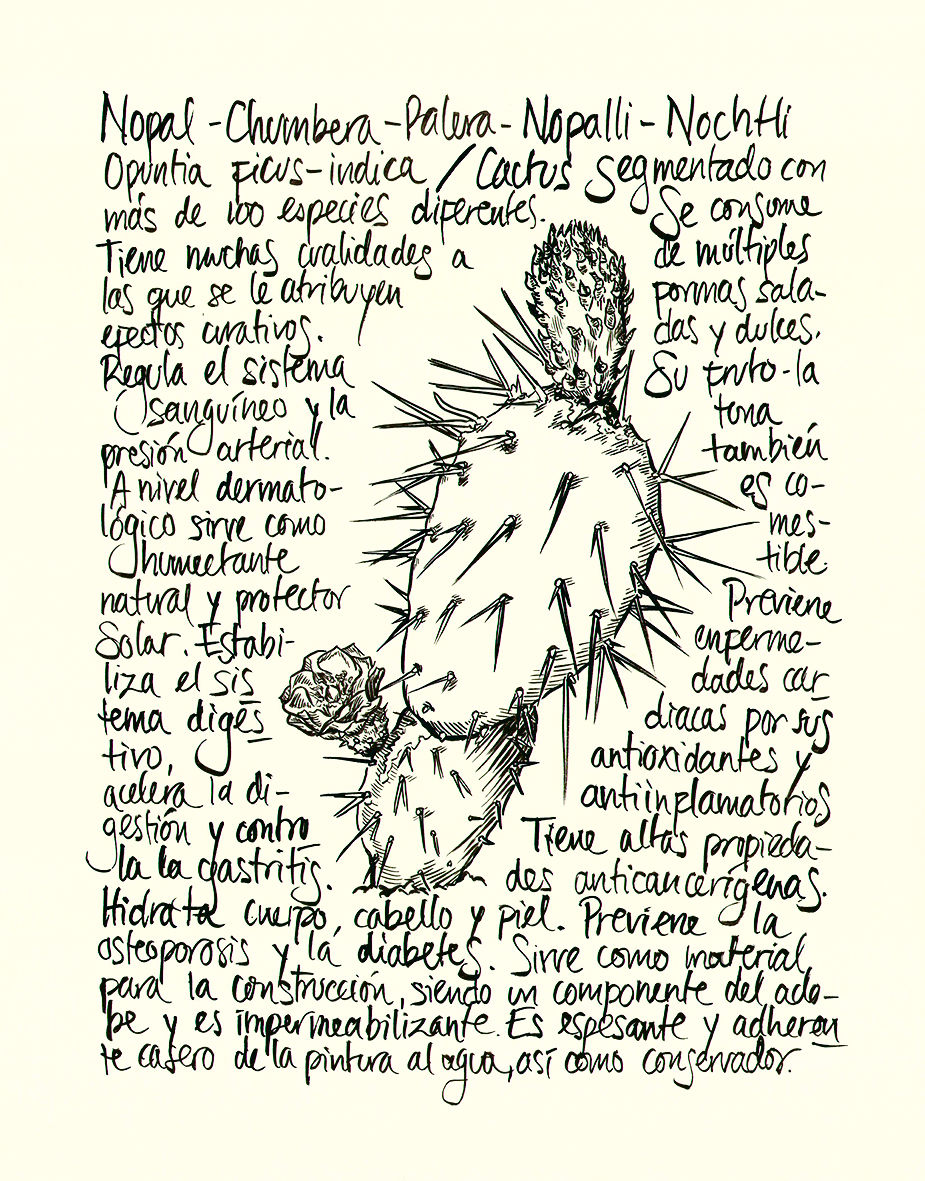 Nopal (Opuntia ficus indica)