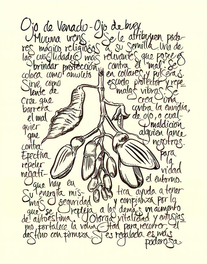Ojo de venado (Mucuna urens)