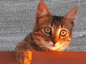 Kocia ciekawość w nauce to klucz do sukcesu