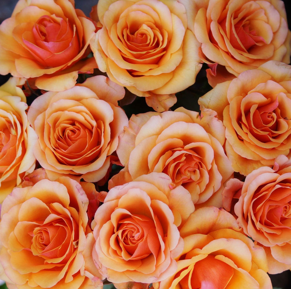 Create an Easy Tablescape with Store Bought Roses