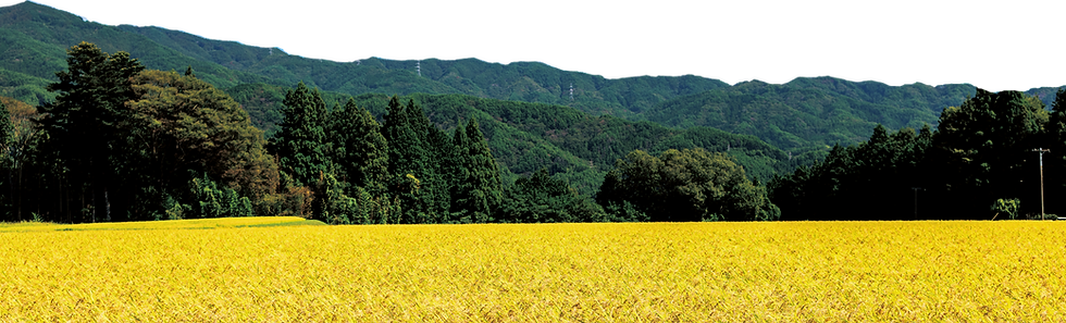 登城農園の田んぼの様子