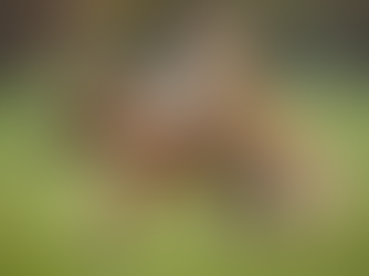 Understanding the Reasons Behind Male Adolescent Dogs Humping Other Males